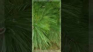 White Pine Nature’s Secret for Respiratory health [upl. by Nnairda]