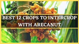 ARECANUT INTERCROPPING BEST 12 CROPS TO INTERCROP WITH AREACANUT  MIXED CROPPING IN ARECANUT [upl. by Murial297]