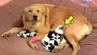 Dog Gives Birth – Then The Vet Realizes They’re Not Puppies [upl. by Reeves]