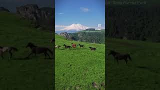 Kabardian breed of horses and in the background the handsome Elbrus Кабардинская порода лошадей [upl. by Sascha]