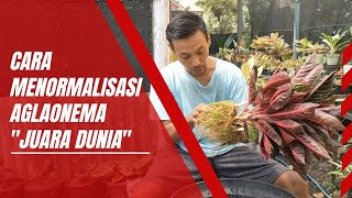 SEPERTI INI Cara Menormalisasi Aglaonema yang Hidup Di Media TIDAK STANDARD plants viralvideo [upl. by Nylanej]