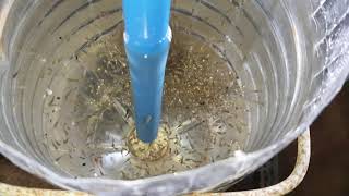 modified intensive tilapia hatchery [upl. by Zoltai]