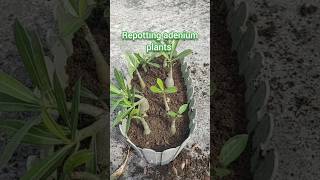 Repotting adenium seedlings Growing adenium plants from seeds at home [upl. by Toy]