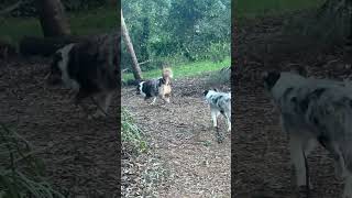 Merle Border Collies Trekking Red and Blue Adventure [upl. by Xenia602]