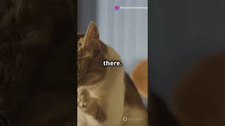 The Day My Cat Became a Zoom Starcatlover foryou funny zoomcall trendingshorts [upl. by Armington86]