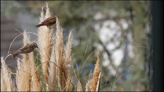 Things to KNOW about Birds Brown SPARROWS [upl. by Nylasej515]