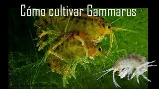 Gente Betta México OficialCómo cultivar gammarus y daphnias [upl. by Ponton755]