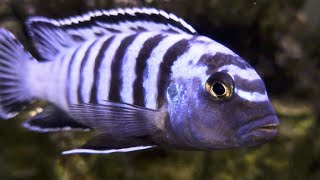 Blue Bar Malawi Mbuna Cichlids In Crazy Real 4K HDR  African Cichlid Fish [upl. by Aener]