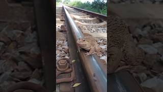 He escaped just in time when the train arrivedtrainshortvideochallenge [upl. by Acus]