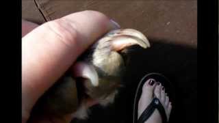 How to clip a pitbulls nails [upl. by Lenahs]