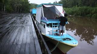 Tanjung Puting  Central Kalimantan Indonesia [upl. by Hayarahs]