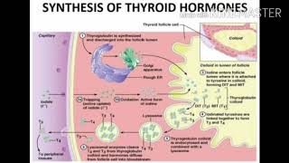 Synthesis of Thyroid hormone [upl. by Aiciles]