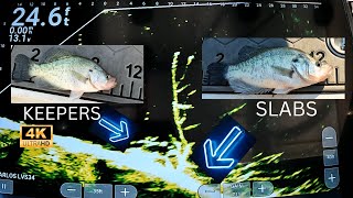 CRAPPIE FISHING IS ON FIRE Livescope Slabs [upl. by Cyn673]