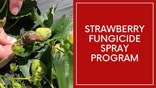 Strawberry Fungicide Spray Program [upl. by Ebbarta]