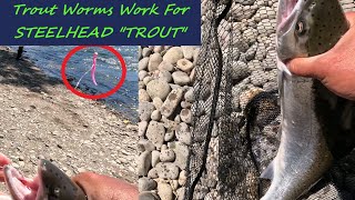 Steelhead Fishing Cowlitz River Pink Trout Worm [upl. by Nymassej]