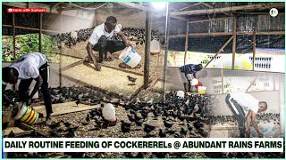 Cockerel Care Daily Feeding Routine of Cockerels at Abundant Rains Farms [upl. by Samson857]