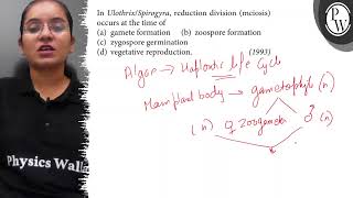 In UlothrixSpirogyra reduction division meiosis occurs at the t [upl. by Yraeht]