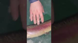 Love these colorful diploid rainbows fishing icefishing rainbowtrout [upl. by Nylhsoj808]