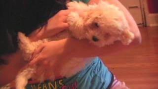 KASE Havanese Butterscotch Puppies [upl. by Burty]