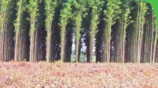 Eucalyptus tree farming by Foam Nina [upl. by Oyr]