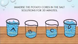 the potato experiment  osmosis lab [upl. by Dinsdale844]