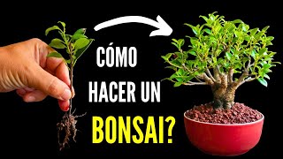 Como hacer un Bonsai de ficus  Fusión de ficus en bonsai [upl. by Ahsel]