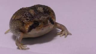 Bushveld rain frog Breviceps adspersus in a photo tent [upl. by Ahsenev832]