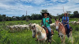 AGORA SOMOS VAQUEIROS DE 3 FAZENDAS Acompanhe nosso nova rotina [upl. by Darom145]