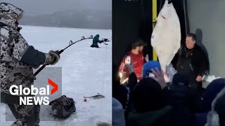 Catch of a lifetime How 3 men ice fishing in Quebec reeled in a 109pound Halibut [upl. by Munson353]