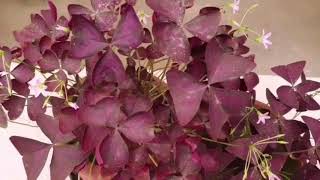 Winter care of Oxalis Triangularis before it goes into dormancy [upl. by Suhpoelc13]