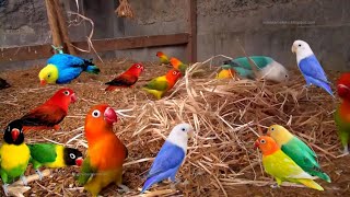 Afrecan Lovebirds Colony Breeding Setup  How To Breed Lovebird In Open Aviary BirdCage Video Sound [upl. by Ahsimik459]