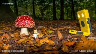 Herfstkleuren wandeling en paddenstoelen fotografie in Balijbos Zoetermeer  Nederland [upl. by Nnaeiluj]