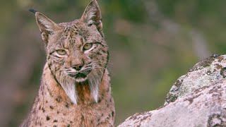 The Elusive Iberian Lynx  Wild Stories  BBC Earth [upl. by Sidky]