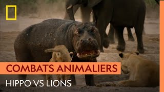 Violent affrontement entre un hippopotame et des lions [upl. by Norby]