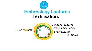 Embryology Lectures  Fertilisation  Dr Ashok K R [upl. by Cence759]