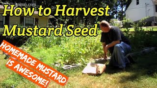 How to Harvest White Mustard Seed [upl. by Mosra]