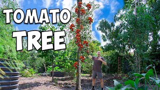 How to Grow a TOMATO TREE Secret Techniques Revealed [upl. by Onin]