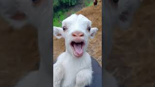 Bode 🐐 fofoqueiro comedia explore memes humor shorts [upl. by Jegar]