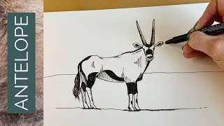 WEEK 5 Safari Drawing Challenge  ORYX ANTELOPE [upl. by Ateuqahs]