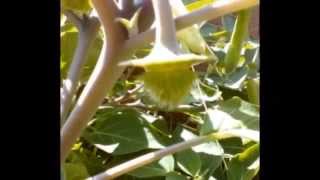 Datura Inoxia [upl. by Ardnuahs]