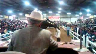 Gordyville Draft Horse Auction Steve Andrews [upl. by Lletnahc]