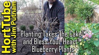 Planting Bless Your Heart™ and Takes The Cake™ Blueberries [upl. by Althee]