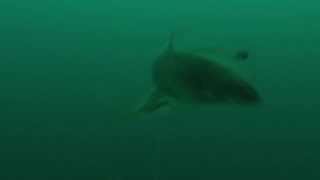 Downrigger Camera Secrets  Lake Trout gone wild [upl. by Aitahs]