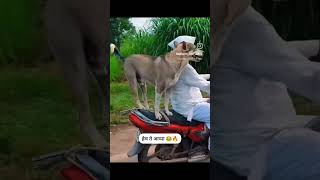 Apache vishay lay hard ahe apache vishay viral viralvideos like subscribe [upl. by Cantu]