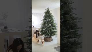 Setting up our christmas tree with the furbabies 🌲🐾❤️ christmas2024 holidays2024 chihuahua [upl. by Etnoled]