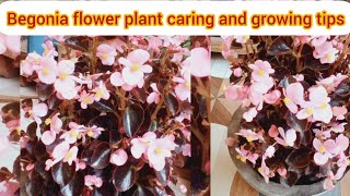 Bigonia plant cear tips [upl. by Notsuj]