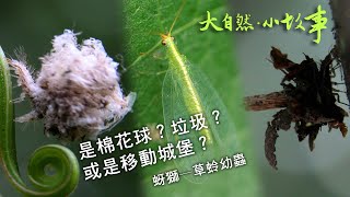 是棉花球？垃圾？或是移動城堡？ 蚜獅 Aphis lion 草蛉 Green lacewing aphistory [upl. by Goldwin820]