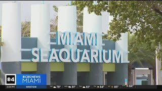 USDA says Miami Seaquarium operators in compliance after finding issues with animal care [upl. by Maller]