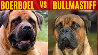 BOERBOEL vs BULLMASTIFF dog breeds [upl. by Danialah839]