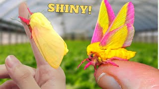 SHINY Rosy Maple Moth Dryocampa rubicunda Its YELLOW  form quotalbaquot [upl. by Ferretti648]